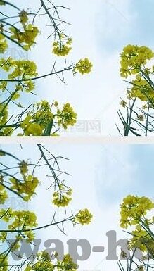 麻豆叼嘿视频-麻豆文化与网络视频的边界探讨