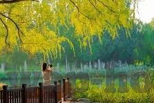 秋霞无码av麻豆-秋霞的消散，是网络文化的淡然